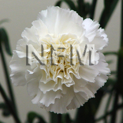 carnation white